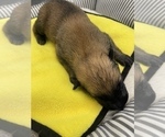 Small Photo #276 Belgian Malinois Puppy For Sale in REESEVILLE, WI, USA