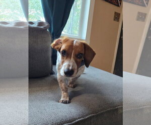 Mando - Male Dachshund-Unknown Mix Dog for Adoption - Photo #2