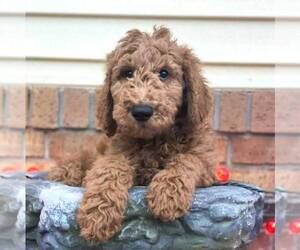Poodle (Standard) Puppy for sale in HOHENWALD, TN, USA