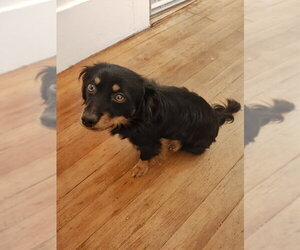 Casper - Male Tibetan Spaniel-Unknown Mix Dog for Adoption - Photo #9