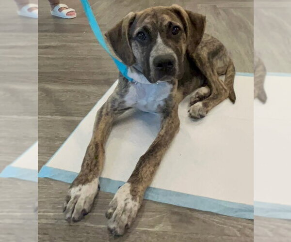 Medium Photo #2 Mutt Puppy For Sale in Woodbury, NY, USA