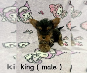 Yorkshire Terrier Puppy for sale in BERWYN, IL, USA