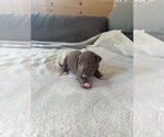 Small #5 American Staffordshire Terrier Mix