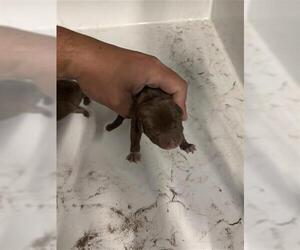 Mutt Dogs for adoption in Houston, TX, USA