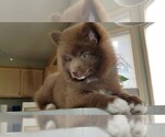 Small Photo #12 Pomsky Puppy For Sale in RAMSEY, MN, USA