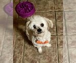 Small Photo #2 Maltese-Unknown Mix Puppy For Sale in Rockaway, NJ, USA