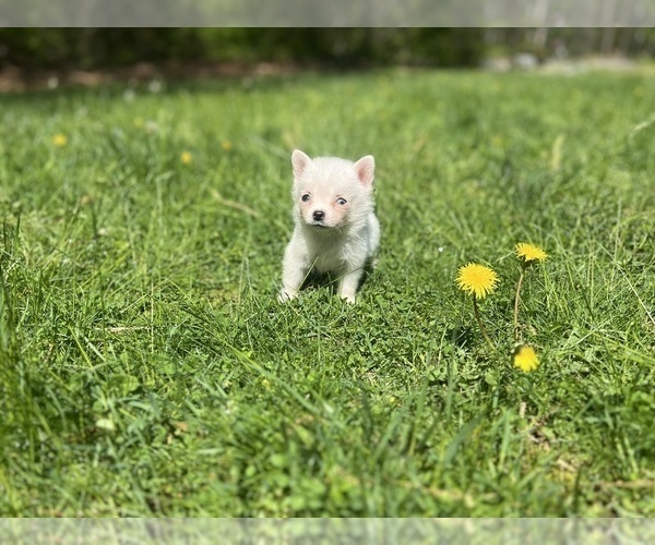 Medium Photo #7 Pomsky Puppy For Sale in DRACUT, MA, USA