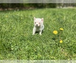 Small #6 Pomsky
