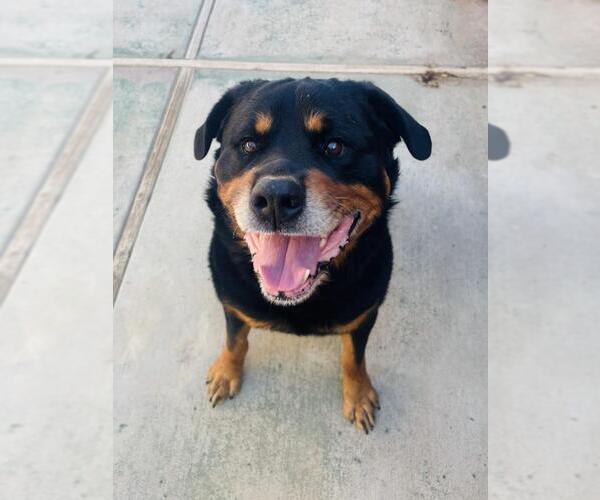 Medium Photo #1 Rottweiler Puppy For Sale in Santa Maria, CA, USA
