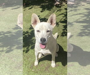 Sugar - Female Siberian Husky-Unknown Mix Dog for Adoption - Photo #2
