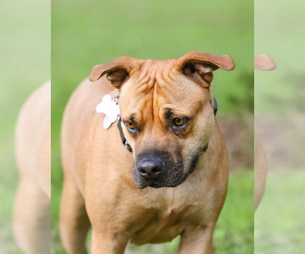 Medium Photo #7 Mutt Puppy For Sale in  Gainesville, FL, USA