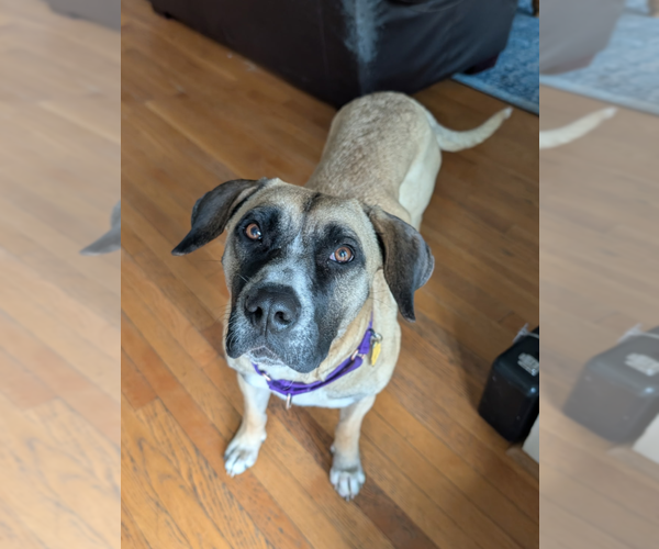 Medium Photo #3 Mastiff-Unknown Mix Puppy For Sale in Holly Springs, NC, USA