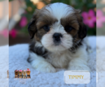 Small #8 Shih Tzu