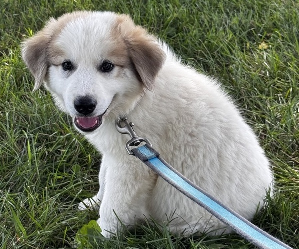 Medium Photo #6 Great Pyrenees Puppy For Sale in CANOGA, NY, USA