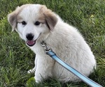Small #5 Great Pyrenees