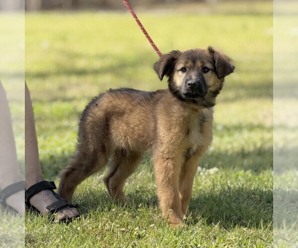 Medium Photo #1 Mutt Puppy For Sale in Yardley, PA, USA