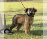 Small Mutt