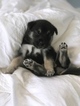 Puppy 6 Beagle-Siberian Husky Mix