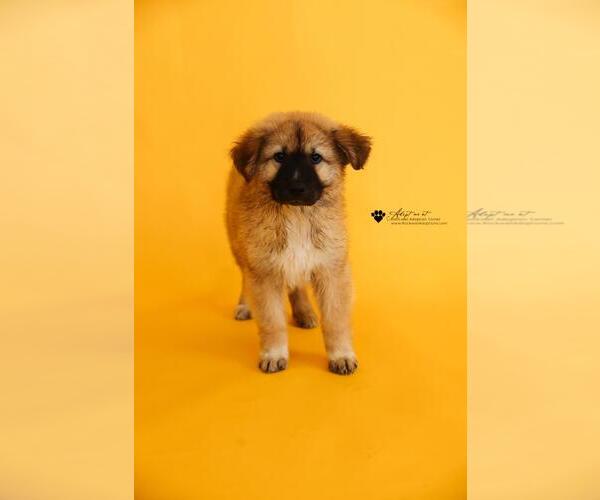 Medium Photo #2 Anatolian Shepherd-Unknown Mix Puppy For Sale in Rockwall, TX, USA