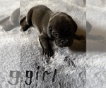 Small Photo #27 Great Dane Puppy For Sale in ZION, IL, USA