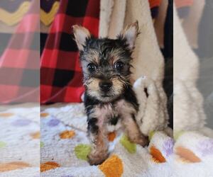 Yorkshire Terrier Puppy for Sale in GREENVILLE, North Carolina USA
