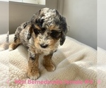 Small #7 Bernedoodle (Miniature)