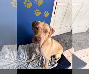 Cade - Male Boxador Dog for Adoption - Photo #6