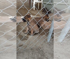 Belgian Malinois Puppy for sale in LAKE LOS ANGELES, CA, USA