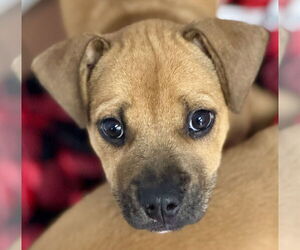 Labrador Retriever-Unknown Mix Dogs for adoption in Jefferson, NJ, USA