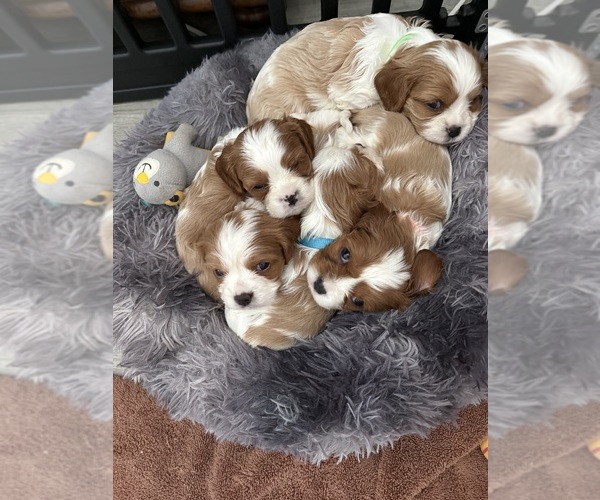 Medium Photo #1 Cavalier King Charles Spaniel Puppy For Sale in NINEVEH, IN, USA