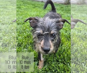 Shih Tzu-Unknown Mix Dogs for adoption in Virginia Beach, VA, USA