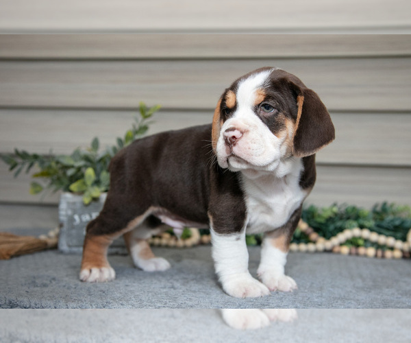 Medium Photo #15 Beabull Puppy For Sale in MILLERSBURG, OH, USA