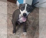 Small American Pit Bull Terrier-American Staffordshire Terrier Mix