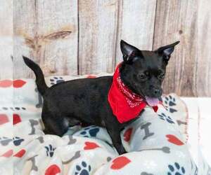 Lorraine - Female Chug Dog for Adoption - Photo #3