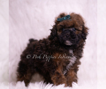 Small Photo #53 Poodle (Toy) Puppy For Sale in WARSAW, IN, USA