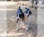 Small Photo #4 Mutt Puppy For Sale in Mountain View, AR, USA