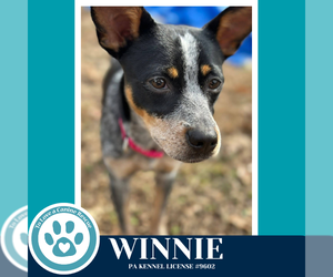 Mutt Dogs for adoption in Kimberton, PA, USA