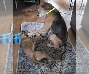 Ozzy * Courtesy Post* - Male Mutt Dog for Adoption - Photo #4