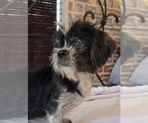 Shih Tzu Dogs for adoption in Gulfport, MI, USA