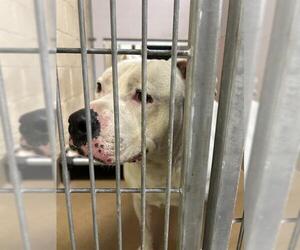 Mutt Dogs for adoption in Martinez, CA, USA
