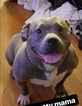 Small Photo #1 American Pit Bull Terrier Puppy For Sale in BALTIMORE, MD, USA