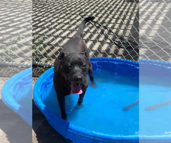 Medium Photo #5 Labrador Retriever-Unknown Mix Puppy For Sale in San Diego, CA, USA