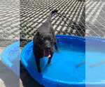 Small #4 Labrador Retriever Mix