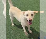 Small #1 Labrador Retriever Mix