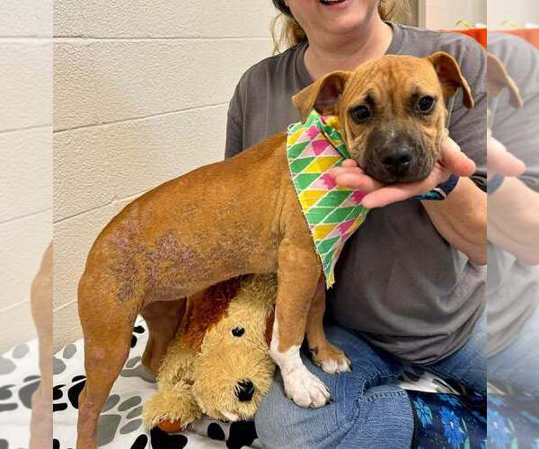 Medium Photo #2 Mutt Puppy For Sale in Abbeville, LA, USA