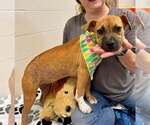 Small #1 Mutt