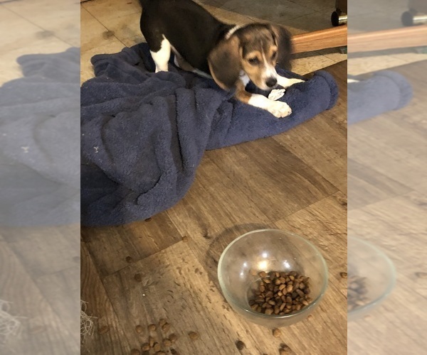 Medium Photo #1 Beagle Puppy For Sale in FORT DODGE, IA, USA