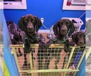 German Shorthaired Pointer Puppy for sale in MONTICELLO, NY, USA
