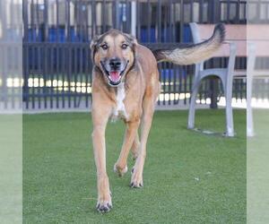 German Shepherd Dog-Unknown Mix Dogs for adoption in Waco, TX, USA