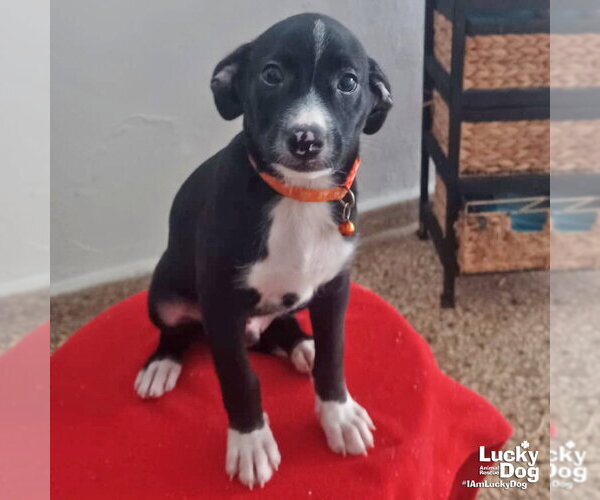 Medium Photo #5 Mutt Puppy For Sale in Washington, DC, USA
